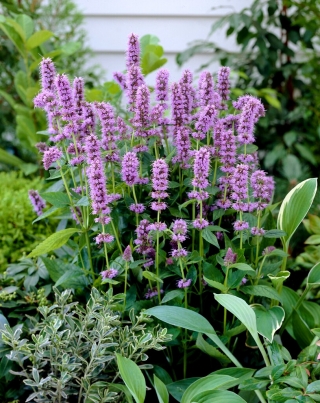 Agastache, Kłosowiec - Blue Fortune - GIGA paczka! - 50 szt.