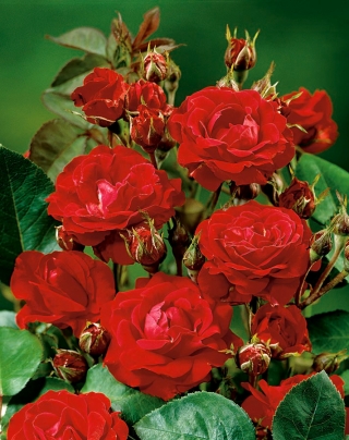 Róża rabatowa czerwona - sadzonka z bryłą korzeniową