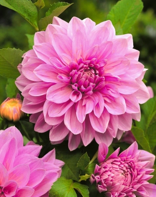 Dalia Lavender Perfection - ogromne kwiaty - 1 karpa