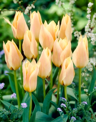 Tulipan Für Elise - 5 cebulek