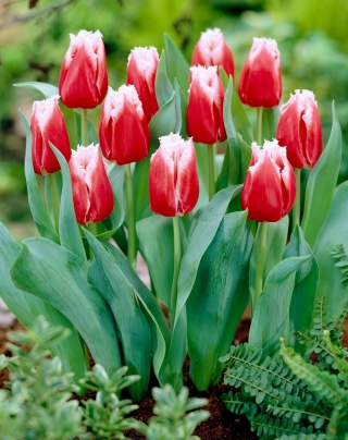Tulipan Canasta - 5 cebulek