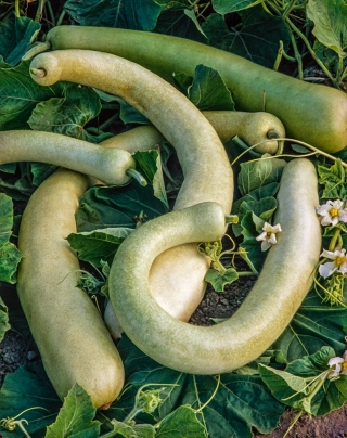 Tykwa pospolita - Sicilian Snake