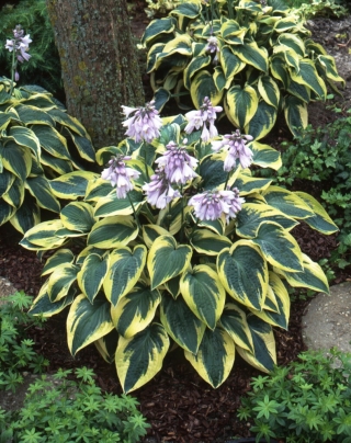 Funkia - Hosta Wide Brim - GIGA paczka! - 50 szt.