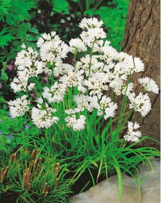 Czosnek neapolitański - Allium neapolitanum - 20 cebulek