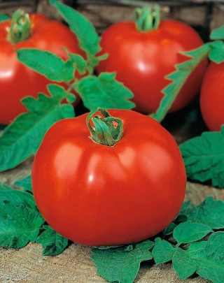 Pomidor Poranek - możliwy wysiew wprost do gruntu - 250 nasion