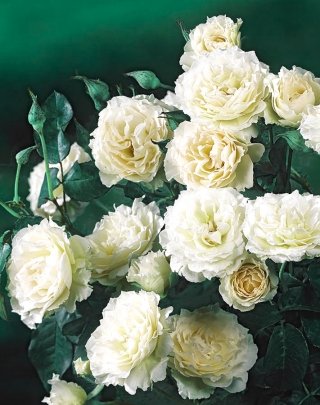 Róża rabatowa biała - sadzonka z bryłą korzeniową