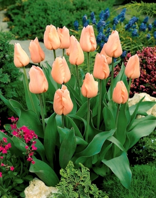 Tulipan morelowy - Apricot - 5 szt.