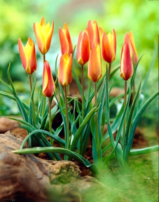 Tulipan Clusiana Sheila - 5 cebulek