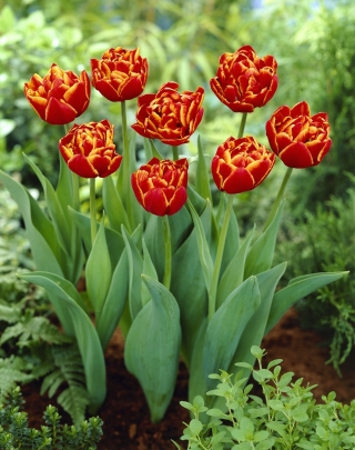 Tulipan Allegretto - duża paczka! - 50 szt.