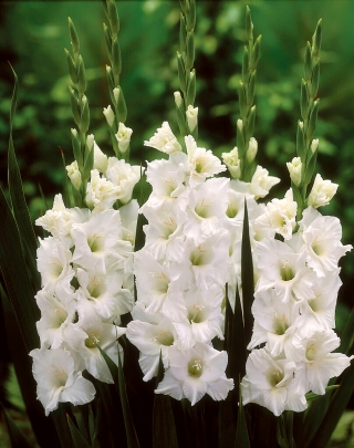 Gladiolus - Mieczyk biały - 5 cebulek - cebulki XXL