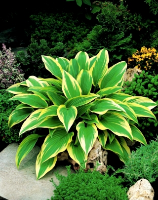 Funkia - Hosta Aureomarginata - duża paczka! - 10 szt.