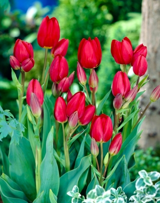 Tulipan Red Georgette - duża paczka! - 50 szt.