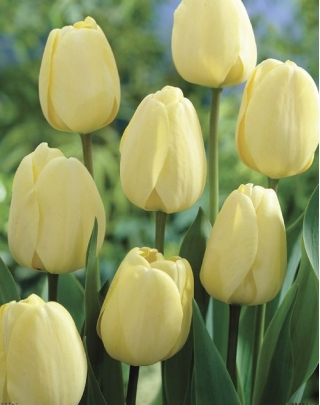 Tulipan Ivory Floradale - duża paczka! - 50 szt.