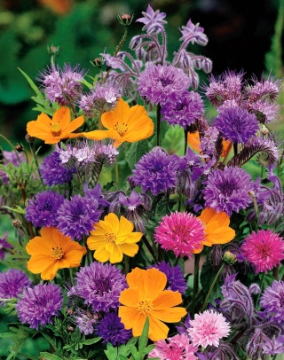 Pachnące kwiaty - Mieszanka roślin jednorocznych o pachnących kwiatach - 120 nasion