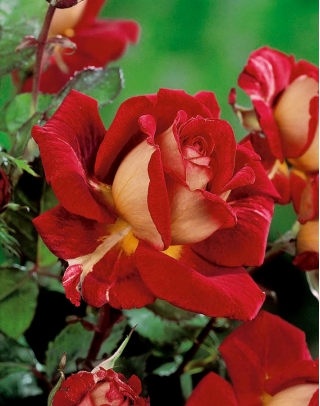 Róża wielkokwiatowa kremowo-czerwona - sadzonka z bryłą korzeniową