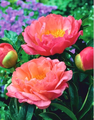 Piwonia, Paeonia - Coral Sunset - sadzonka