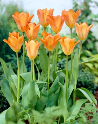Tulipan Orange Emperor - 5 szt.