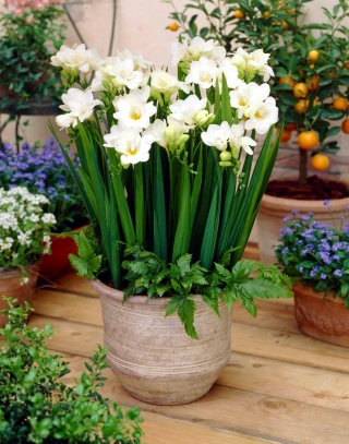 Frezja pojedyncza o kwiatach białych - White - 10 cebulek