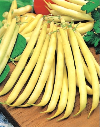 Fasola Maxidor - szparagowa, żółta, smaczna i bezwłóknista - 120 nasion