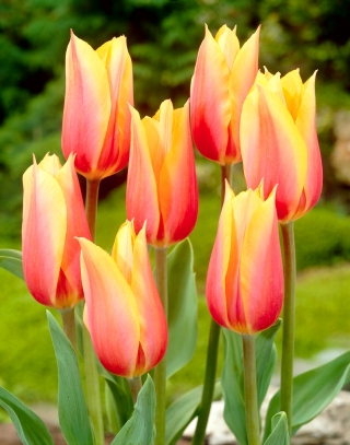 Tulipan Blushing Beauty - 5 cebulek