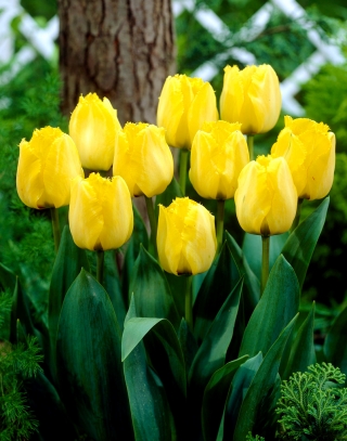 Tulipan Royal Elegance - duża paczka! - 50 szt.