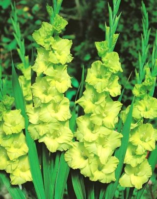 Gladiolus - Mieczyk Green Star - 5 cebulek