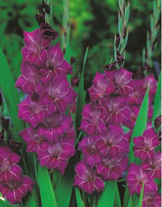 Gladiolus - Mieczyk Violetta - 5 cebulek