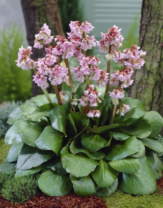 Bergenia Baby Doll - GIGA paczka! - 50 szt.