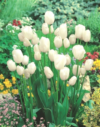 Tulipan White Bouquet - duża paczka! - 50 szt.