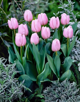 Tulipan jasnoróżowy - Light Pink - 5 szt.
