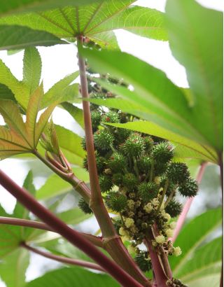 Rącznik zielonolistny - 6 nasion
