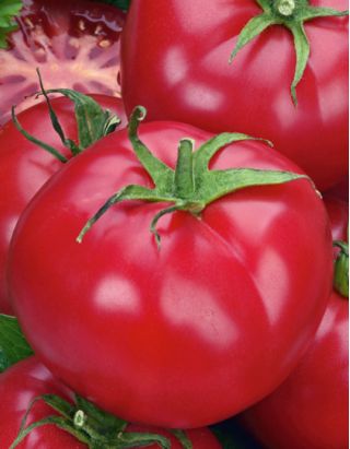 Pomidor Prezes - gruntowy, malinowy, wybitnie smaczny