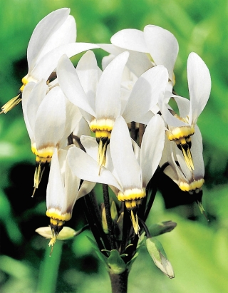 Bożykwiat Meada - biały - 1 szt.