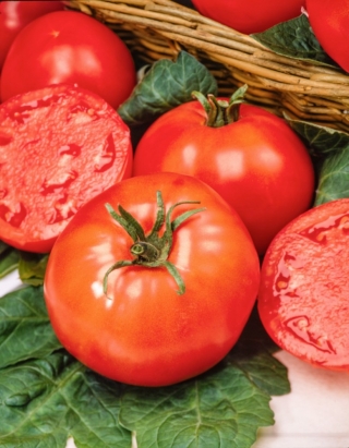 Pomidor Belladona F1 - szklarniowy, wczesny, bez zielonej piętki - nasiona profesjonalne dla każdego