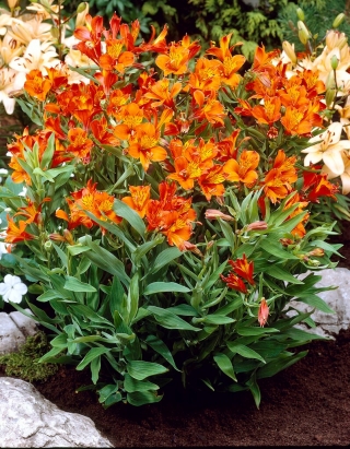 Alstremeria - Alstroemeria Orange King - duża paczka! - 10 szt.