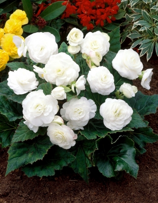 Begonia wielokwiatowa - Multiflora Maxima - biała - GIGA paczka! - 100 szt.