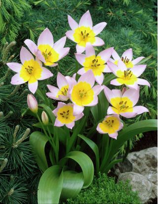 Tulipan Saxatilis - 5 cebulek