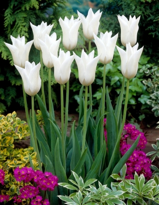 Tulipan White Triumphator - duża paczka! - 50 szt.