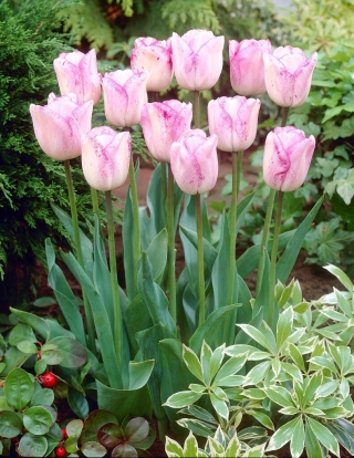 Tulipan Shirley - 5 cebulek