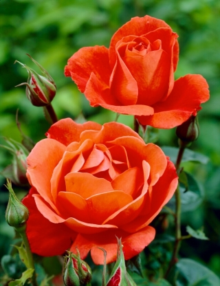 Róża wielkokwiatowa pomarańczowa - sadzonka z bryłą korzeniową