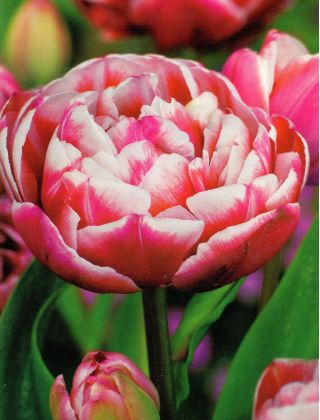 Tulipan pełny Drumline - 5 cebulek