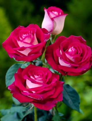 Róża wielkokwiatowa kremowo-różowa - sadzonka z bryłą korzeniową