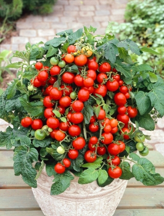 Pomidor Maskotka - 200 nasion