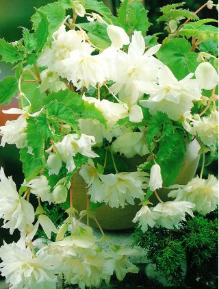 Begonia zwisająca, kaskadowa - biała - 2 bulwy