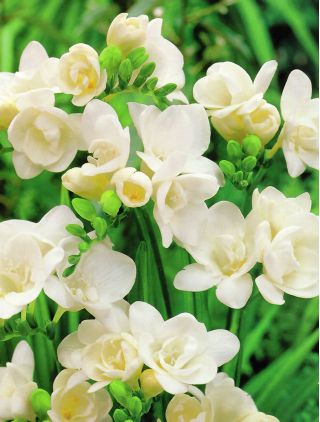 Frezja pełna o kwiatach białych - White - 10 cebulek