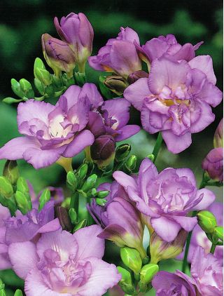 Frezja pełna o kwiatach fioletowych - 10 cebulek