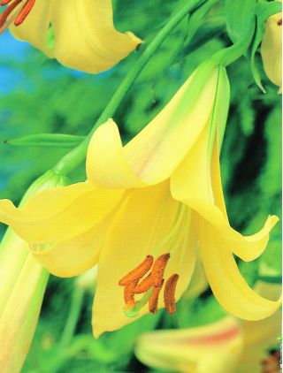 Lilia trąbkowa Golden Splendour - 1 cebula