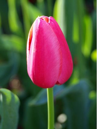 Tulipan różowy Rose - 50 cebulek - paczka XXL!