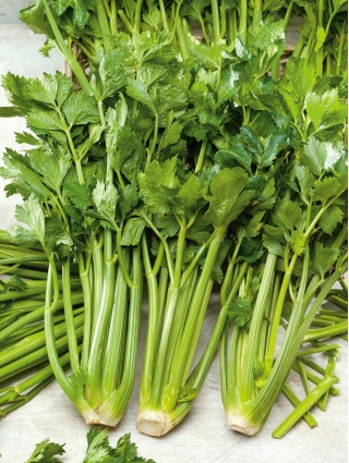 Seler naciowy Verde Pascal - liście grube, smaczne, jasnozielone - 2600 nasion