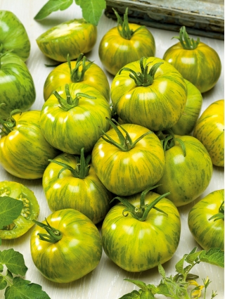 Pomidor Smarald - mięsisty, zielony, typu zebra - HIT!